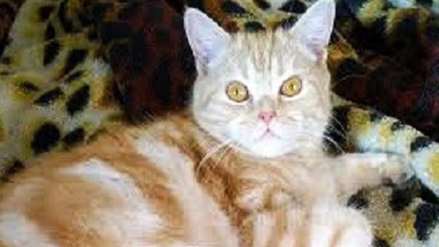 Кот Тобик, выживший в пожаре в зоопарке Иркутска, выздоравливает Кот Тобик, выживший в пожаре в зоопарке Иркутска, выздоравливает