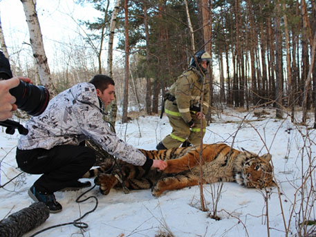 Ответственных за перевозку сбежавшего под Воронежем тигра проверят