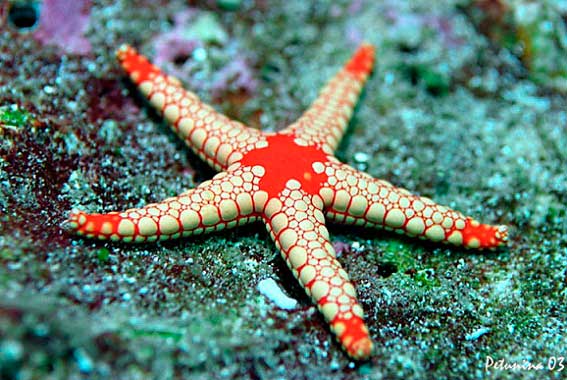 Ученые разработали шоколад для долголетия «Морской шедевр» Ученые разработали шоколад для долголетия «Морской шедевр»