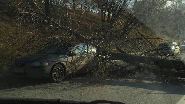 Упавшее дерево перекрыло дорогу на западе столицы Упавшее дерево перекрыло дорогу на западе столицы