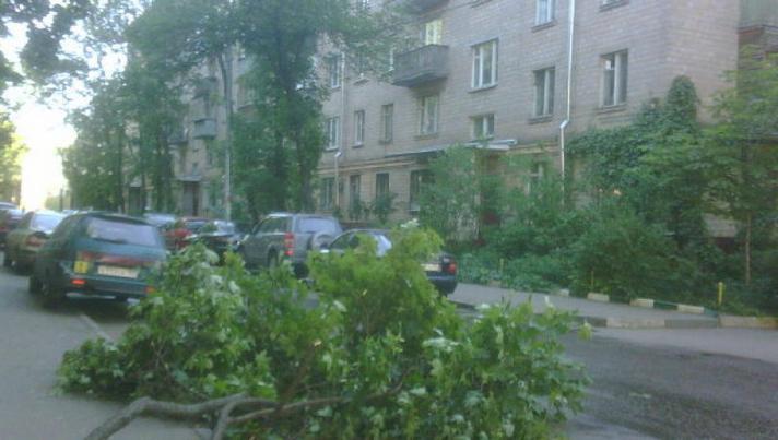 Упавшие деревья повредили два автомобиля во время грозы в столице Упавшие деревья повредили два автомобиля во время грозы в столице