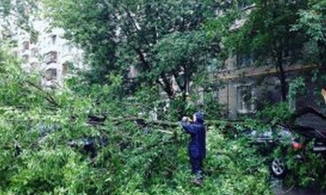 Упавшее дерево обесточило два здания в Москве Упавшее дерево обесточило два здания в Москве