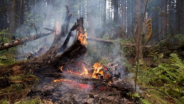 5 новых лесных пожаров возникли за сутки на Дальнем Востоке 5 новых лесных пожаров возникли за сутки на Дальнем Востоке