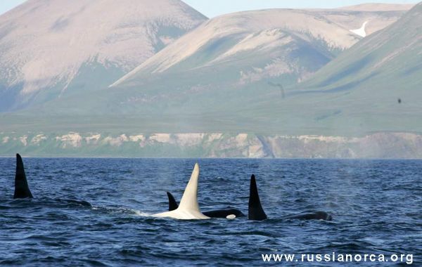 У побережья Камчатки обнаружили взросого самца белой касатки У побережья Камчатки обнаружили взросого самца белой касатки