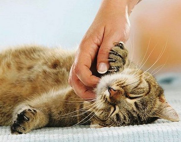 Ученые: кошки способны лечить людей Ученые: кошки способны лечить людей