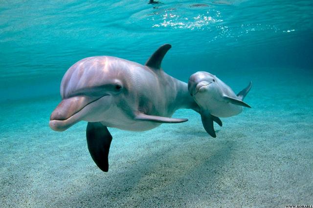Дельфины дают друг другу имена, выяснили ученые