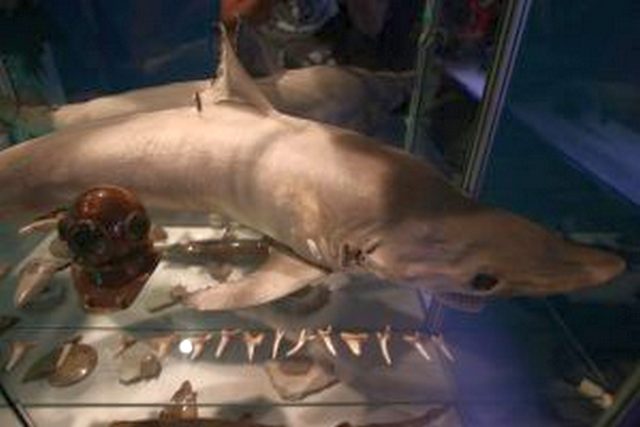 В столичном зоопарке пройдет выставка акул