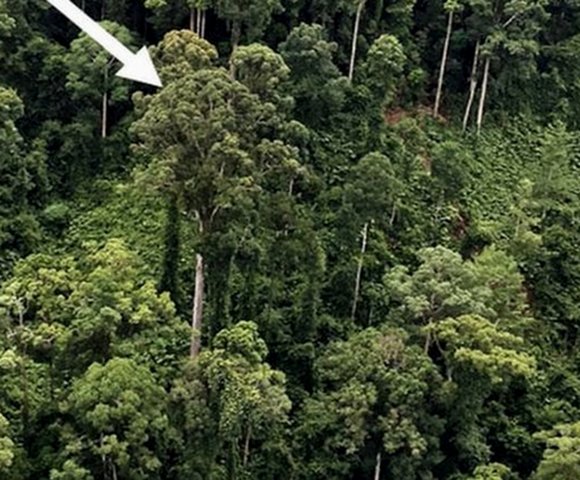 В Малайзии обнаружили самое высокое в мире тропическое дерево