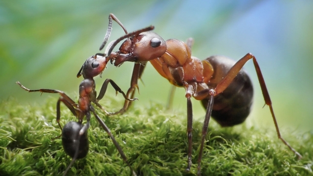 Ученые определили, как муравьи общаются друг с другом