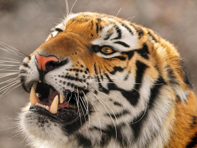 В Николаевском зоопарке мужчина покончил с собой, прыгнув в клетку с тиграми