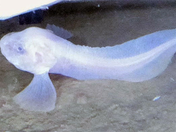 В Тихоокеанском желобе обнаружили неизвестных науке рыб