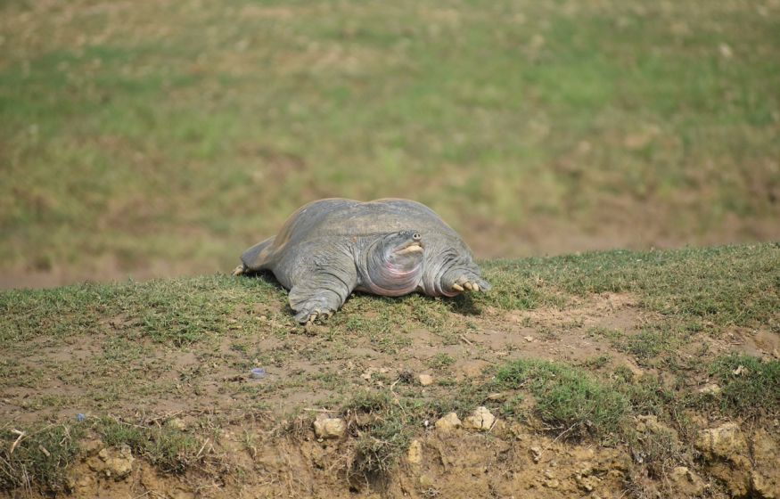 Редкая черепаха обнаружена защитниками природы Портсмута в Индии