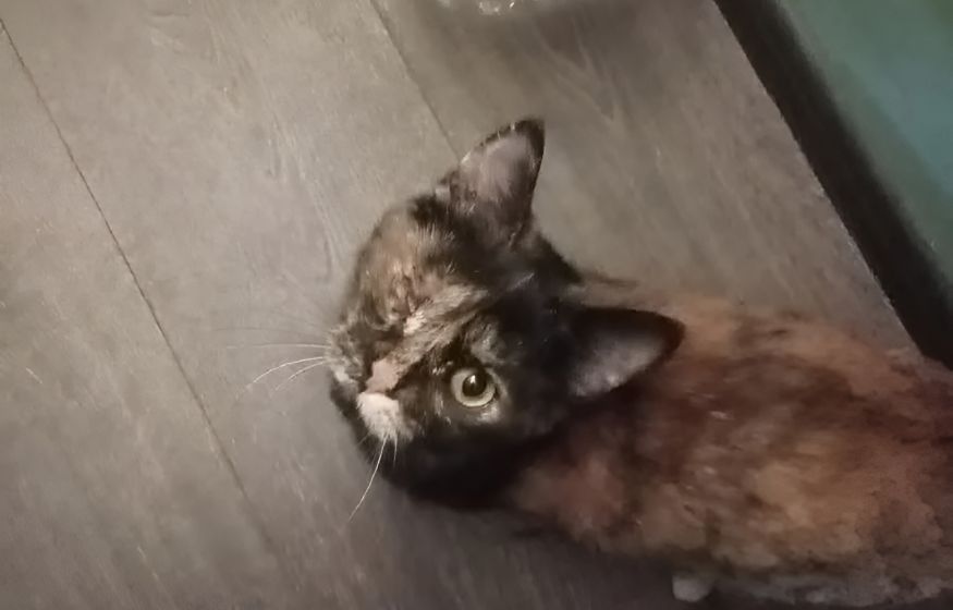 Маркировка, регистрация и ущерб третьим лицам: как Госдума будет считать кошек и собак