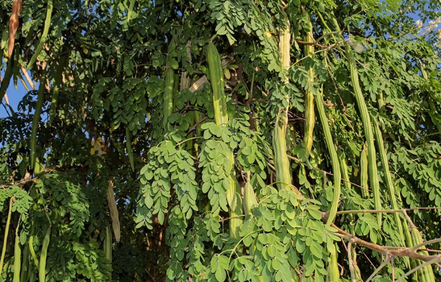Моринга против микропластика: тропическое дерево очищает питьевую воду лучше химии
