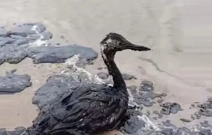 &laquo;Это экологическая катастрофа, а не просто разлив&raquo; &mdash; экологи о Туапсе и &laquo;игре&raquo; в цифры после ударов беспилотников