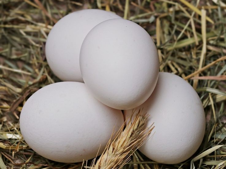 Более 140 млн яиц произиведут аграрии Подмосковья за 2021 год