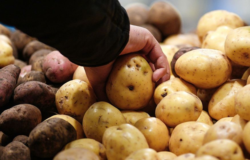 России грозит дефицит картофеля в 2022 году