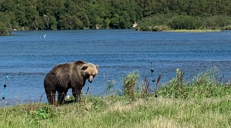 Медведь на Камчатке