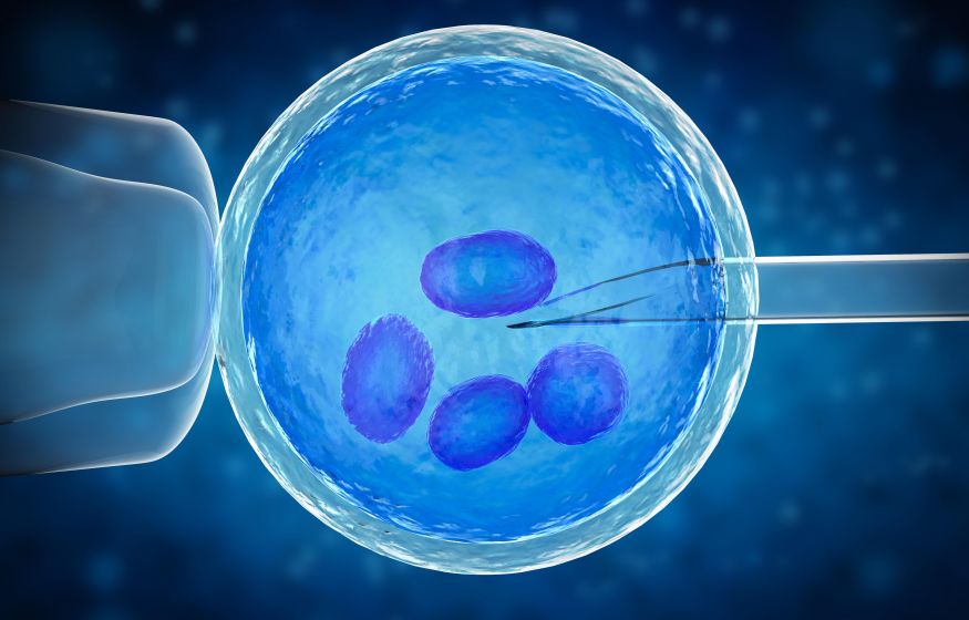 В Совфеде задумались о защите прав эмбрионов в пробирке