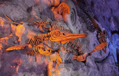 Мужчина, выгуливавший собаку, нашел почти неповрежденный скелет динозавра