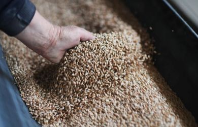 Казахстан закрывается для российского зерна. Что произошло?