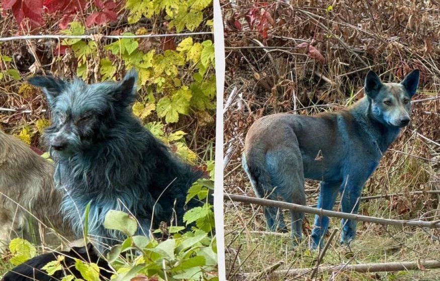 Загадочные синие бездомные собаки в Чернобыле: Откуда взялся необычный окрас? Загадочные синие бездомные собаки в Чернобыле: Откуда взялся необычный окрас?