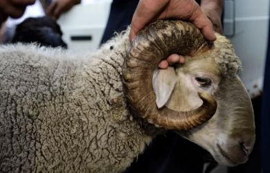 Забой барана во дворе жилого дома: мигрант устроил ритуальное «шоу» на глазах у детей