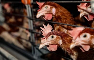 Страшнее ковида. Вирус H5 может стать смертельным для человека 