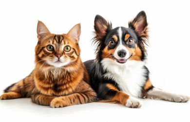 Питомцы под прицелом: учёт для каждого хвоста