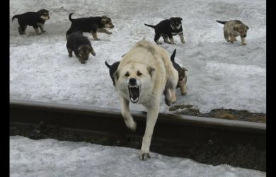Ребенка загрызла собака. Мать в отчаянии обратилась к Путину. А зоошизам плевать на детей: Медведев