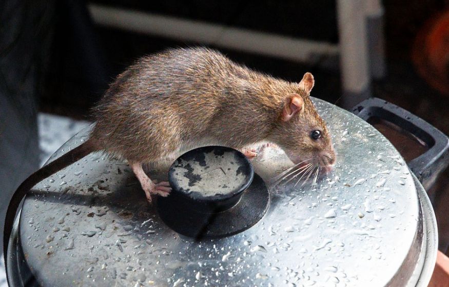 Нас затягивают в матрицу зомбированного стада. Даже поедание крыс не помеха. Опубликован шокирующий видеоролик...