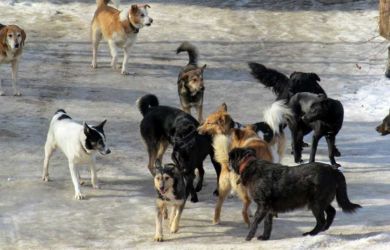 Миллиардный бизнес на крови детей. Почему в России до сих пор не решена эта проблема?