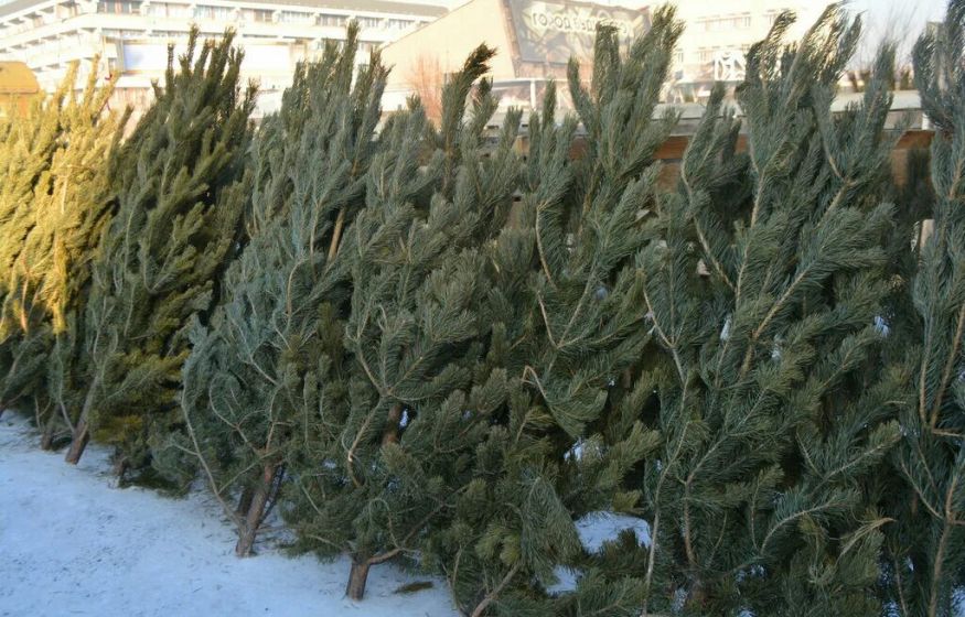 Зима пропала — Новый год под угрозой. Без снега нет праздника. Россияне не покупают ёлки и мишуру: продажи +6%!