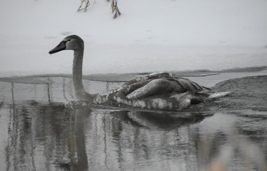 Сердце рвётся. Мать-лебедь замерзает ради птенца в Подмосковье — власти игнорируют трагедию