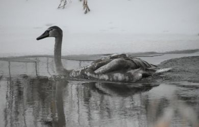 Сердце рвётся. Мать-лебедь замерзает ради птенца в Подмосковье — власти игнорируют трагедию