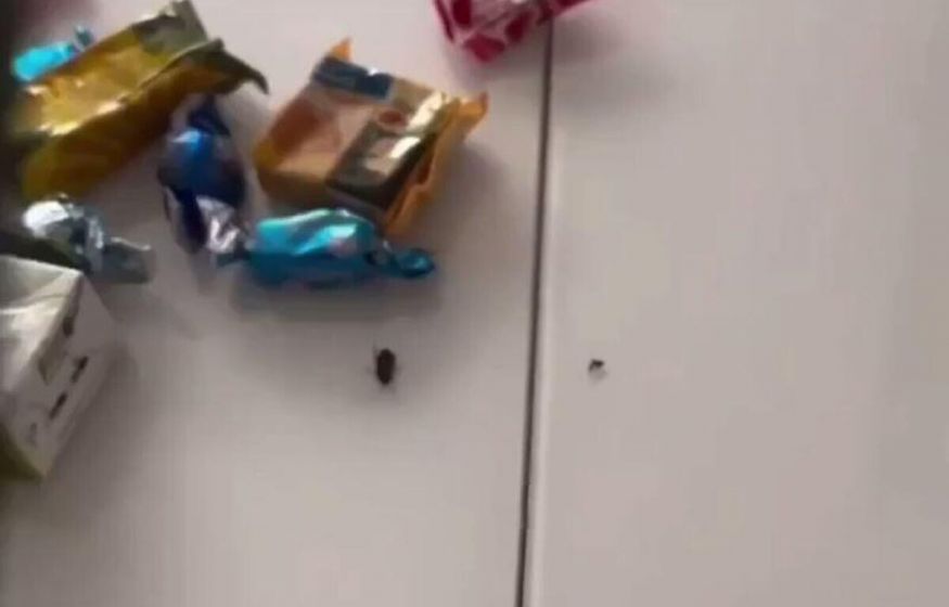 Тараканы в новогоднем подарке из детсада Анапы: шокирующее видео разоблачили — мама зарабатывает на ИИ-фейках