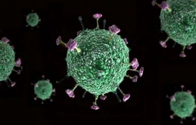 Лекарства нет, смертность свыше 40 процентов. В Индии проснулся опасный вирус