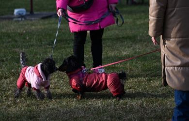 Жестоких хозяев лишат собак и кошек. Правительство конфискует питомцев — кто следующий под удар?