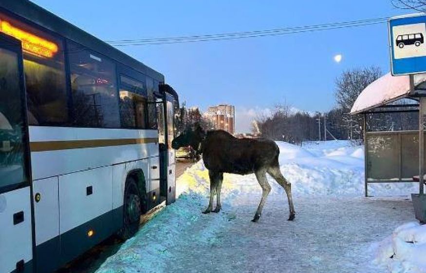 Лось ждёт автобус в Балашихе. Сохатый у двери многоэтажки — милое видео взорвало сеть