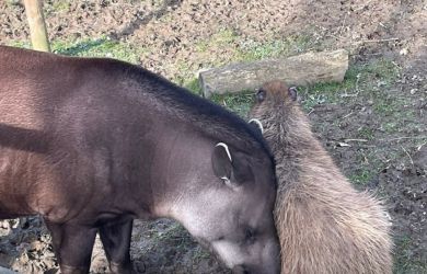 Зоопарк Британии усыпил друзей, чтоб не скучали: капибара и тапир вместе на тот свет. Гуманность по-английски