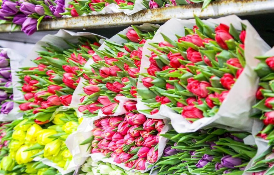 Розы и тюльпаны взлетят на 15%. Когда хватать букет к 8 марта подешевле?