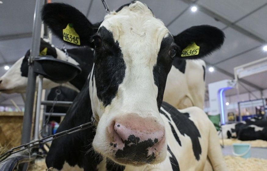 Невидимый ящур: сибирские фермеры остались без скота из-за скрытой болезни