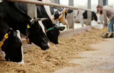 Коровы, собаки, верблюды под нож? Новосибирск убивает скот ради агрохолдингов — цены на мясо взлетели