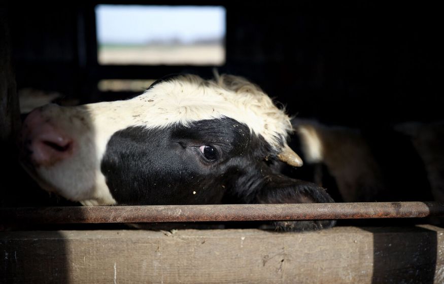 «Забой скота без документов и копейки компенсации: власти разоряют крестьян»: в ГД обещали разобраться с беспределом