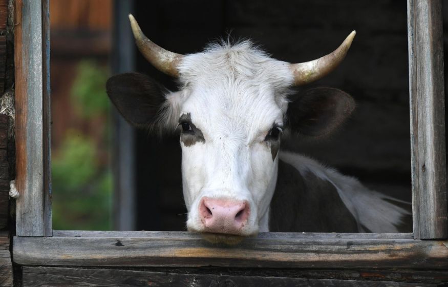 «Сжигайте нас с коровами»: как Сибирь прощалась со скотом. Ультиматум США. 40 млрд заморожены в Индии: главное к 21:00