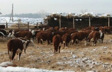 Победа над пастереллёзом или фермерами? Козиха сдалась под давлением властей