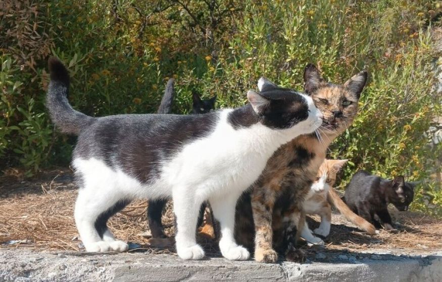 Русофобия дорого обошлась украинке. Американский суд защитил русскую женщину Русофобия дорого обошлась украинке. Американский суд защитил русскую женщину