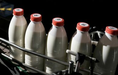 Молоко за миллион: «Честный знак» разорил мелких фермеров