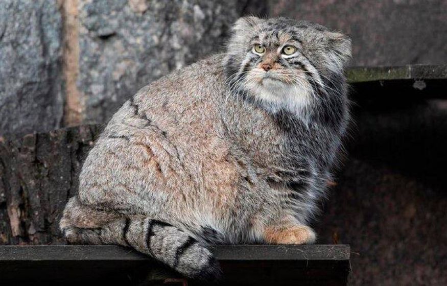 Одиночество Тимофея: манул из Москвы упорно ищет свою вторую половинку