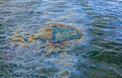 Мазутные пятна и сотня мертвых дельфинов. В Анапе назревает новая экологическая катастрофа